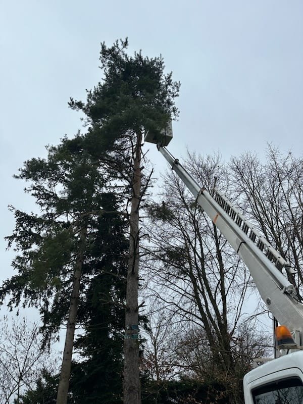 Pin élaguédans jardin privé — Élagage Stehly