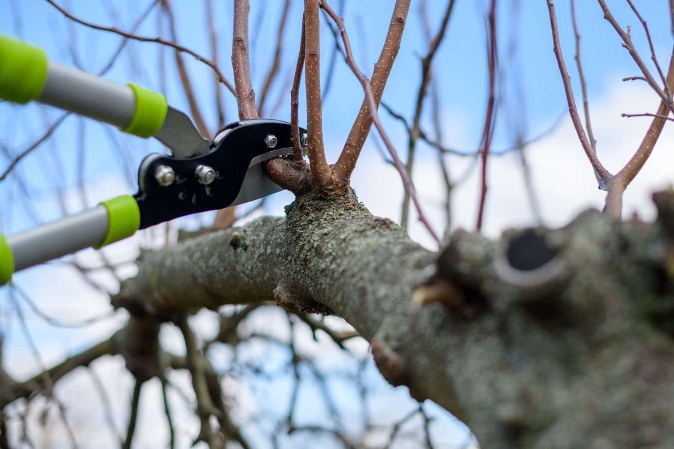 Taille arbres fruitiers sécateur professionnel — Élagage Stehly