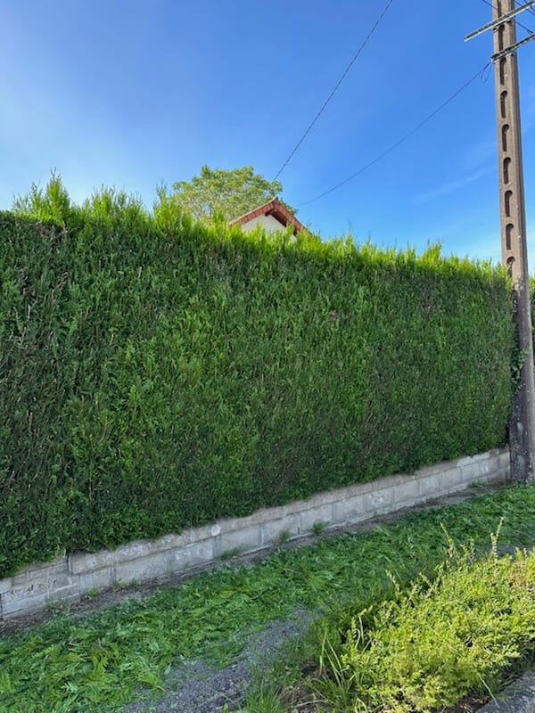 Longue haie après taille — tronçonneuse et matériel Élagage Stehly