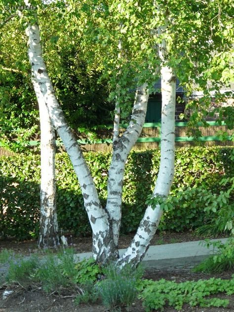 Bouleau blanc troncs caractéristiques — Betula
