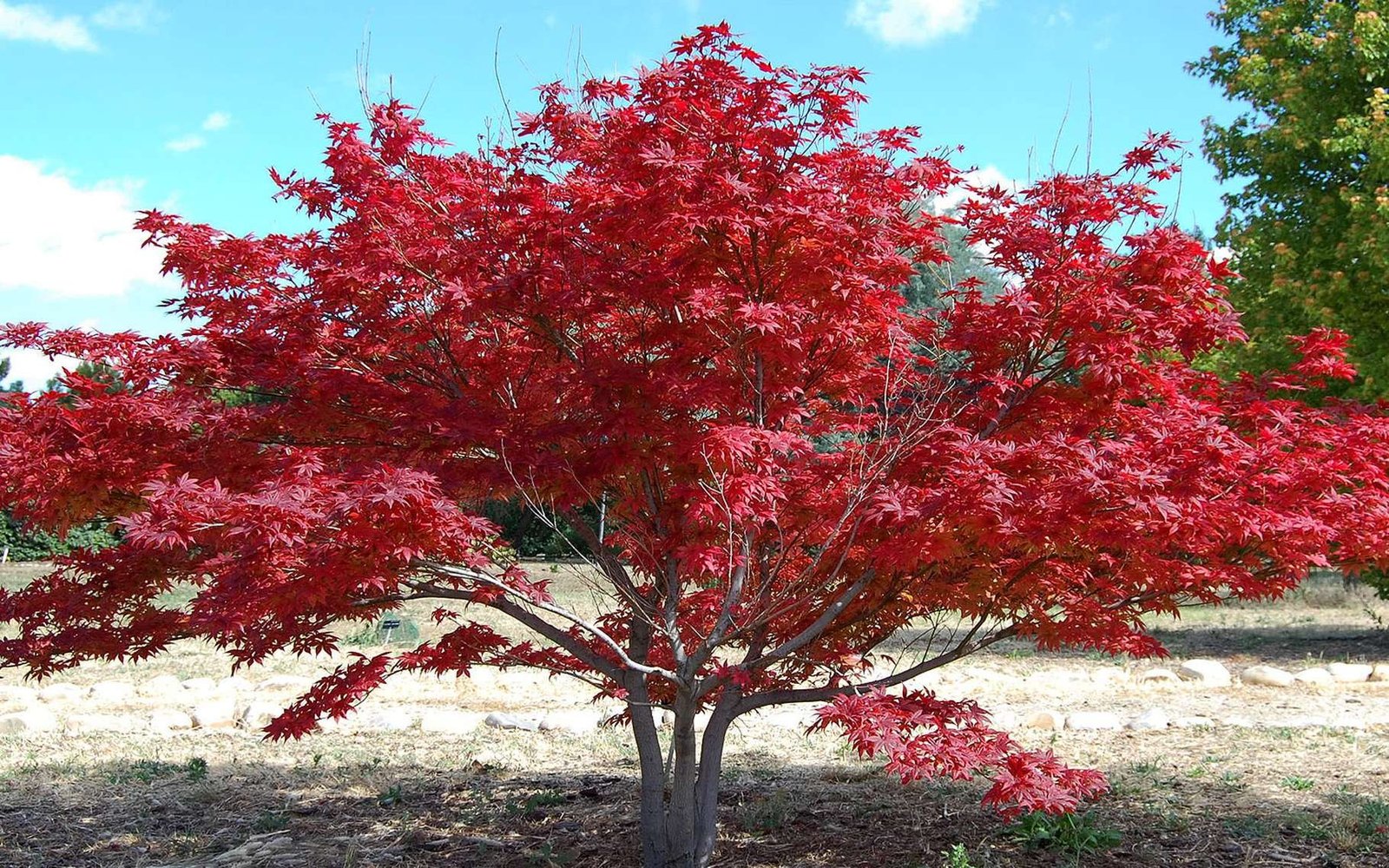 Érable japonais feuilles rouges — Acer